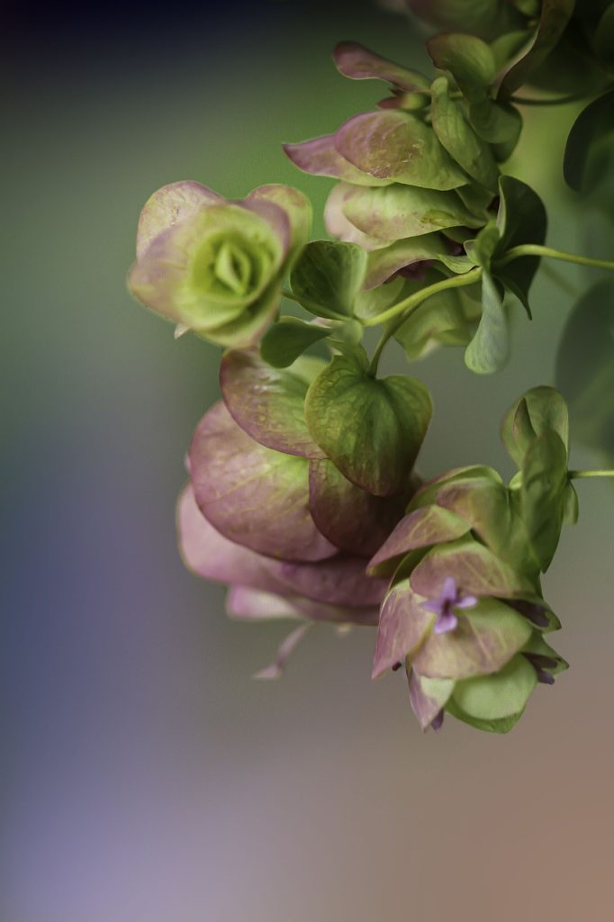 fleurs colorants naturels impression végétale