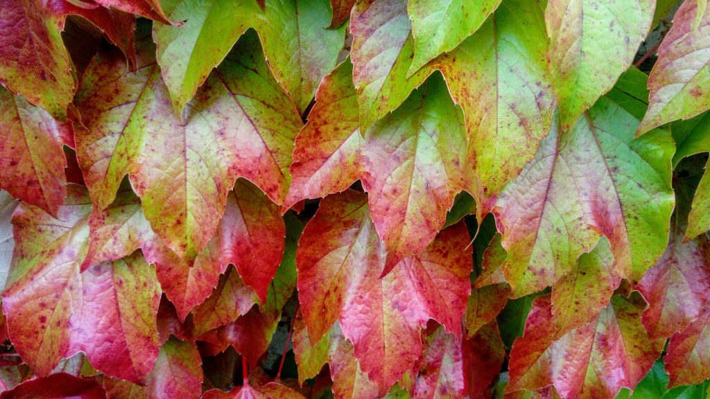feuilles teintures naturelles